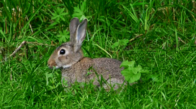 ​野兔和家兔的区别科普（家兔和野兔有什么区别？家兔要如何才能变成野兔？）