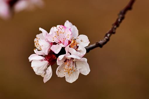 写梅花的诗有哪些?