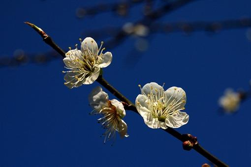 写梅花的诗有哪些?