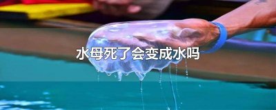 ​水母死后会变成水吗 水母死了会化成水吗