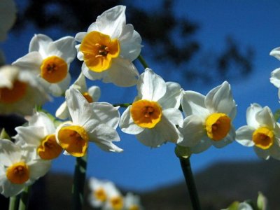 ​水仙花长什么样子图片（水仙花的日常养护要点）