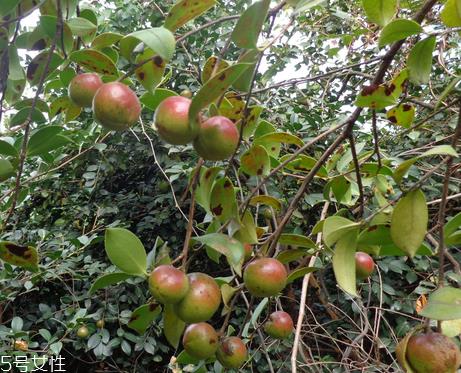 茶油是什么味道 略带苦味