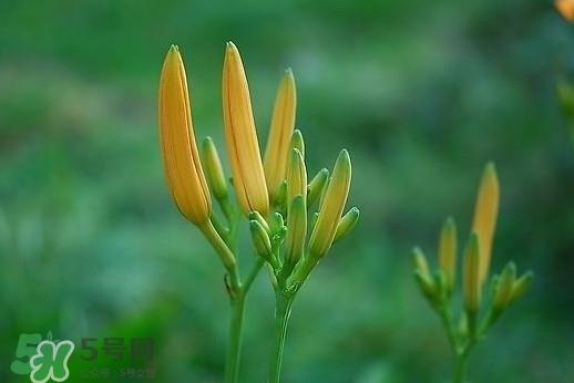 黄花菜什么时候种植？黄花菜什么时候采摘好