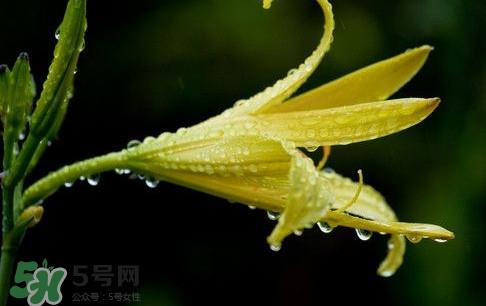 黄花菜什么时候种植？黄花菜什么时候采摘好