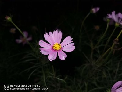 ​铜仁适合养什么花，市花和市树是什么