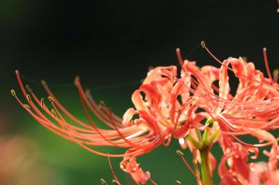 ​彼岸花喜阴还是喜阳，彼岸花家庭可以养吗