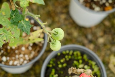 ​番茄如何保存方法，番茄保存几天