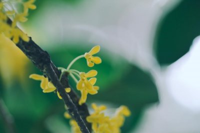 ​温州适合养什么花，市花和市树是什么