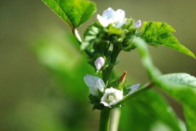 ​葵菜-古时候的百菜之主，现在是野草一枚