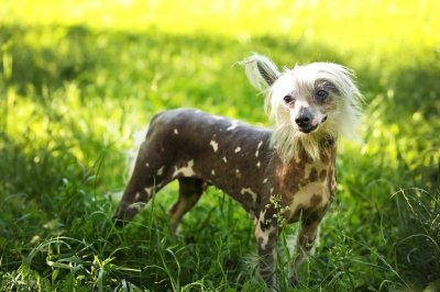 ​不掉毛无体臭的中国冠毛犬，因外形丑陋没人养，价格却不低