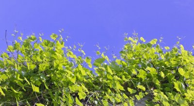 tend to do sth 和 tend to sth 两者孰是孰非,还是都是对的