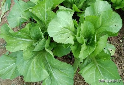 菜地里吃不完的芥菜不要丢,教你一个方法,一天成酸菜,久放不坏