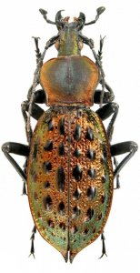 色彩斑斓的“步甲虫”