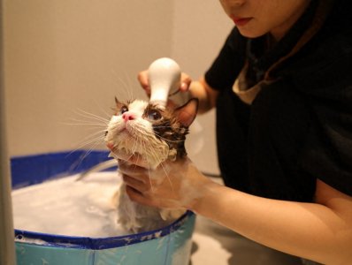 宠物也要“洗剪吹”过年,盒马在杭州上线宠物服务