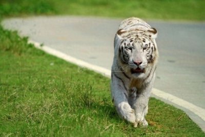 探访长沙生态动物园