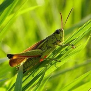 蝗灾中的蝗虫可以吃吗?