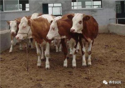 养牛知识和养牛技术(教你如何正确养牛)