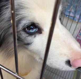 在宠物店拍到一只蓝色眼睛的陨石边牧,颜值爆表