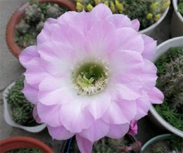 仙人掌的花语与寓意和象征(仙人掌放家里的风水寓意)