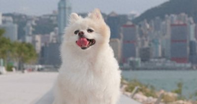 解密香港"零流浪狗"背后的三大原因