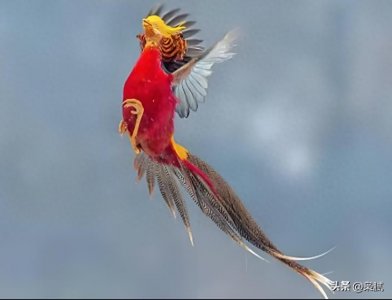 美国的国鸟是鹰,法国的国鸟是雄鸡,中国的国鸟是啥?却鲜有人知