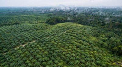 毛骨悚然!印尼男子被7米巨蟒缠绕生吞,刨开蛇腹现完整遗体