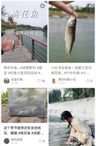 大量“桃花鱼”再现成都 见证锦江绿色蝶变