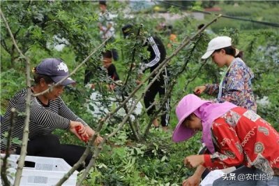 8月大量成熟,摘下2天就变质,干品一斤40元,在南方热卖