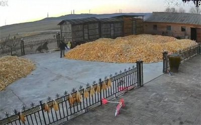 “老虎进村伤人”之后:如何防范?谁来赔偿?捕获后要不要放归?