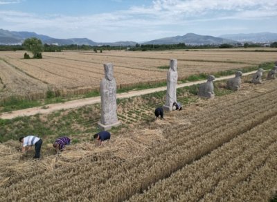 千年守望 宋陵迎来麦收季