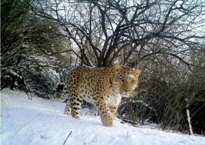 当 90 岁老人深夜求助,才懂比豹子更危险的,是村庄正在消失