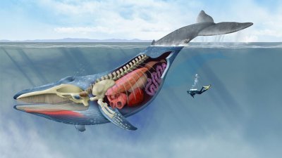 海洋中遭人唾弃的藤壶,到底有多可怕?看看鲸和海龟的下场就懂了