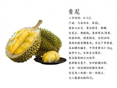 榴莲的品种及特点(二)