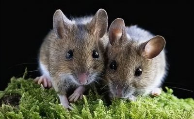 1967年,老外提着两只老鼠出境,竟引出重大的“天字一号”间谍案