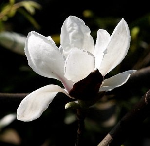 玉兰花俏报春到,10幅美图请君赏