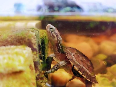 涤荡起伏的石金钱龟:曾经千元每斤供不应求,巅峰过后烂如白菜?