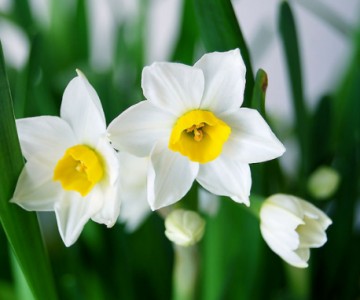 水仙花有毒吗 水仙花怎么养