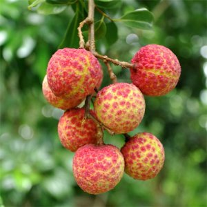 一颗荔枝55.5万!但是和古代比起来,还是太便宜了