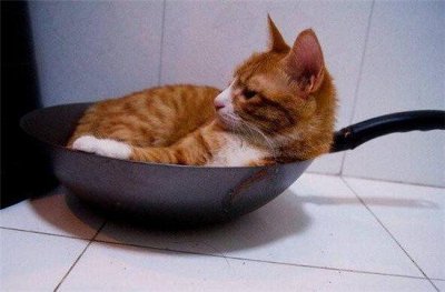 广东人说,猫肉这样做细嫩甜口堪比兔肉,喵喵这么可爱怎么能吃它