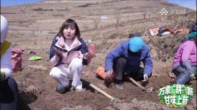宕昌道地药材上央视啦!